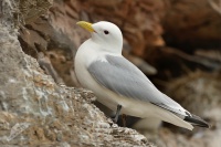 Racek triprsty - Rissa tridactyla - Black-legged Kittiwake 2988